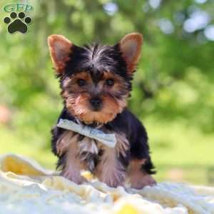 Drake, Yorkie Puppy
